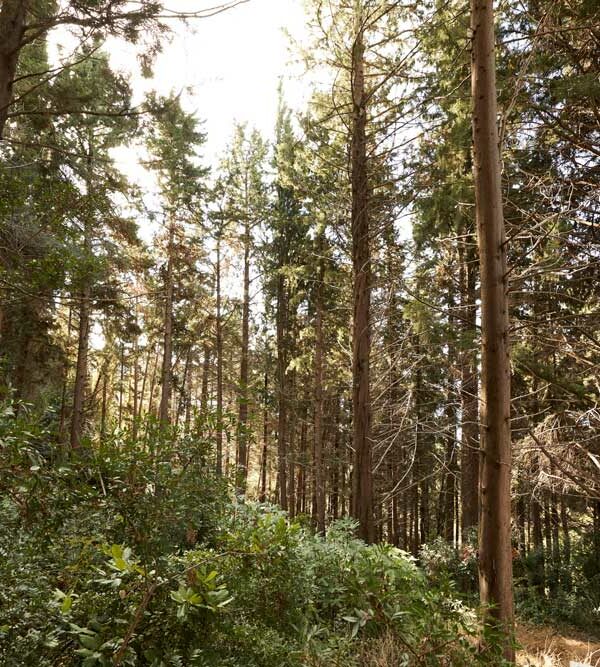 Tall trees in a forest in Greece