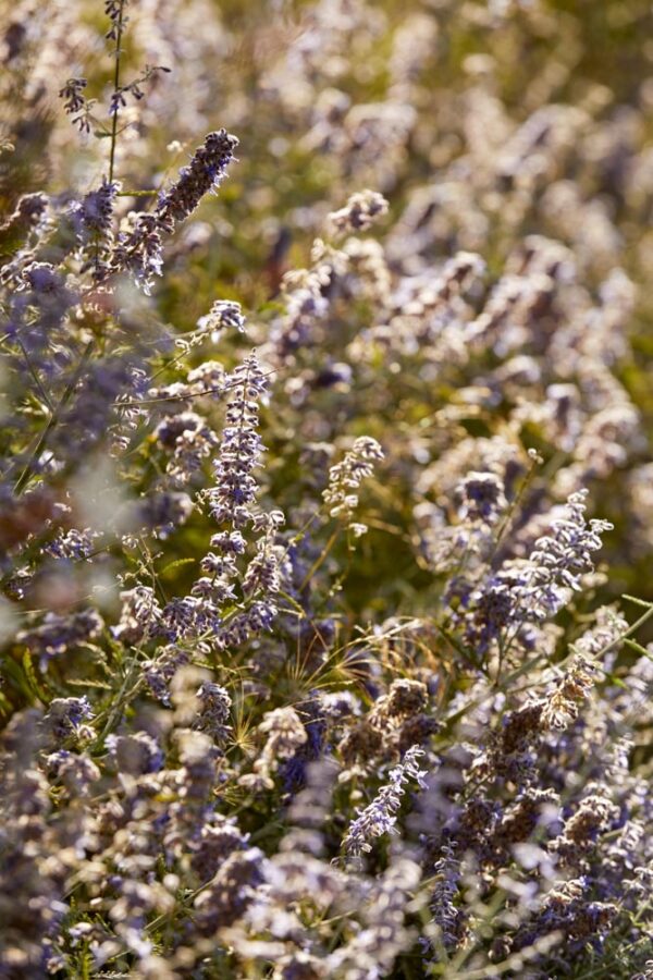 herbal garden in Kefalonia