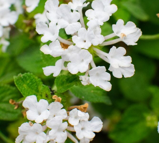 white flower