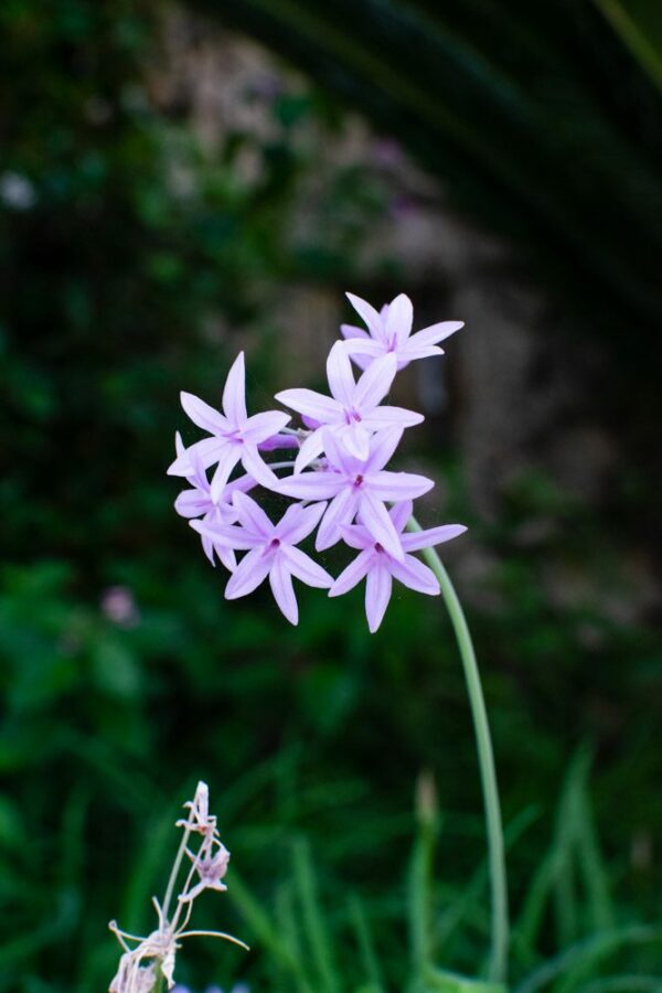 purple floewer